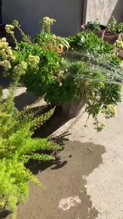 Kona vs. garden hose!!