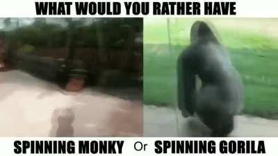 Los monos son el nuevo tier de memes ??