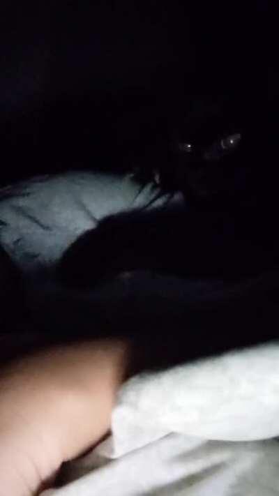 My void cat at night...