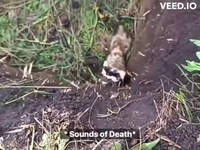 Ukrainian soldiers reclaim their bunker from a marbled polecat