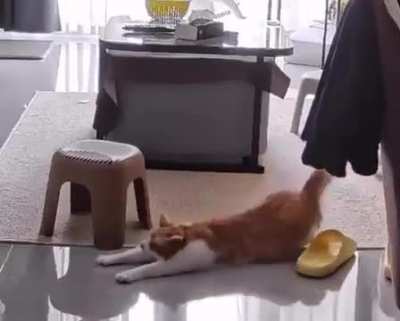 Weekend mood..🐈🐾😅