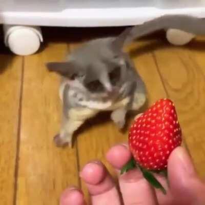 Прикольный Галаго