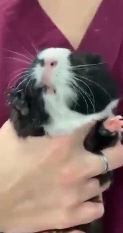 guinea pig at the vet's