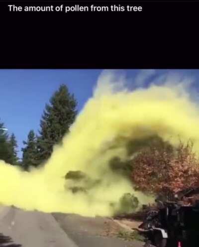 So this is where all the pollen from the pine tree forest comes from..