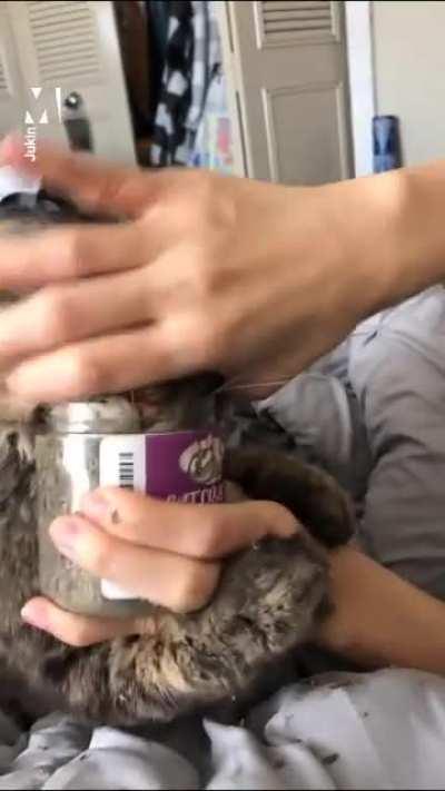 Кот торчок - беда в семье.