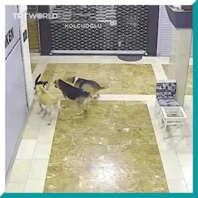 Cat rescues her kitten from dogs