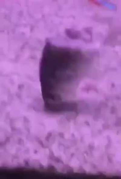 Zombie fish having lunch