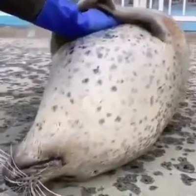Most calm seal 