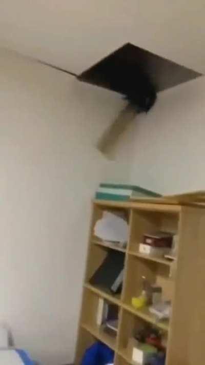 hoomans, the war has been declared