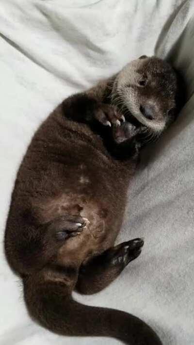 Baby river otter just hanging out after a feeding... (I'm a licensed rehabilitator. Don't do this.)