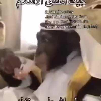 Top 3 muslim animals 😤😎😎