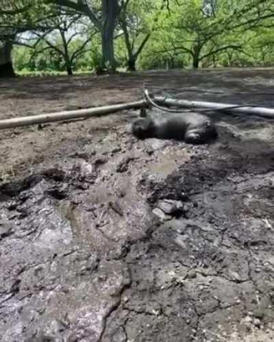 It's easier to buy a new dog