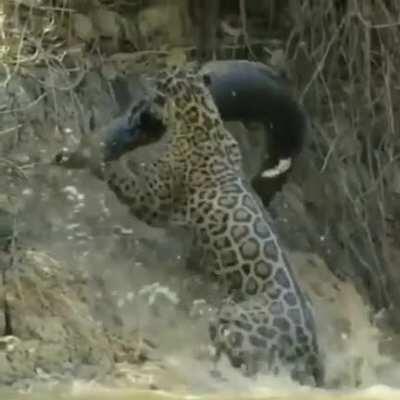 A huge male Jaguar pulling a caiman out of the water up a slippery, muddy river bank in the northern Pantanal, Brazil.