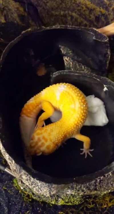 Got a nice video of Zuko pulling off his foot and tail shed!