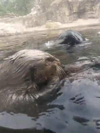 Taking the kids to see the otters...