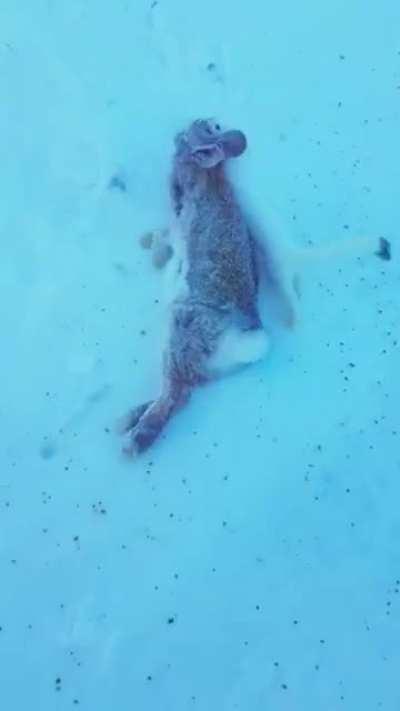 Long-tailed Weasel dragging a rabbit that it killed