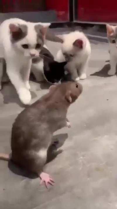 Rengar ulting Twitch be like: