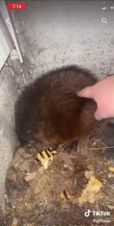 woman tries to… uhh.. befriend a rat