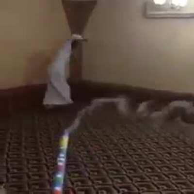 Ik it's Holi but...happy Diwali to baulana