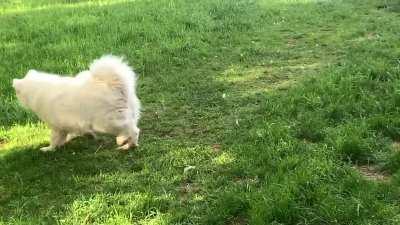 Yeti(16 months) and Glacier (9 weeks) playing with one stick. BFFs after one week together.