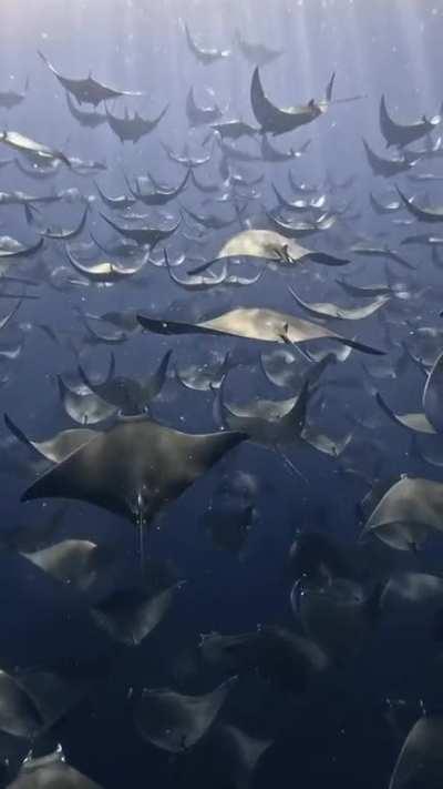 POV: You’re flying with the Mobula Rays