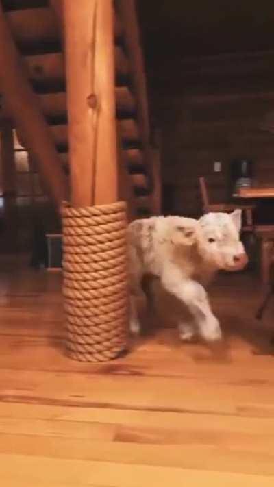 Fluffy cow is coming! 🥺😍