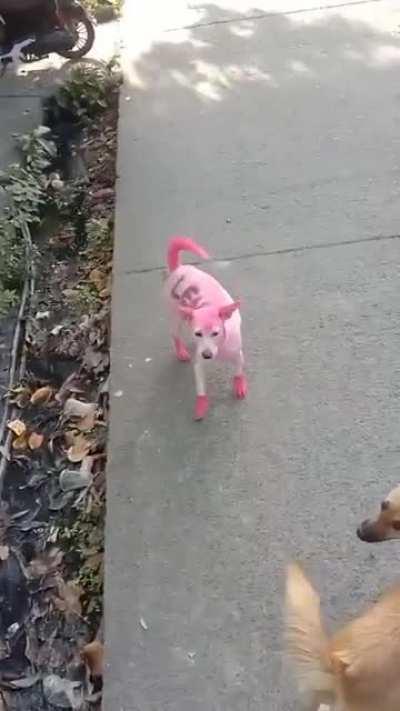 pati aso, naki-mink mink na rin