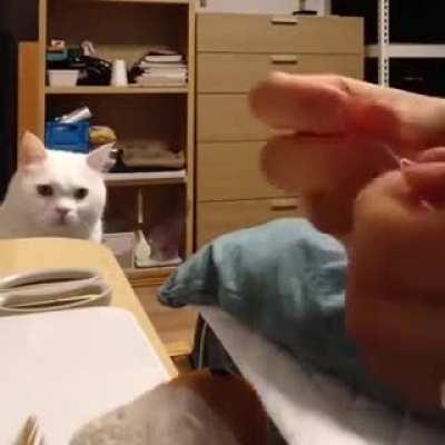 Cat watches intently as damaged toy undergoes surgical repair