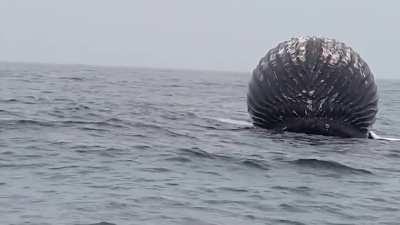 Dead whale with gas builds up, ready to explode.