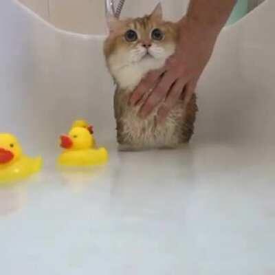 I was washed with shampoo so that I would meet the holidays clean and fluffy! 🛁