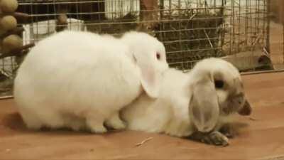 I'm new to being owned by bunnies. These are my failed foster buns, Monica and Pheobe!.I love them a ridiculous amount!