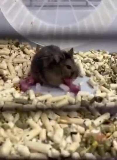 Hamster forcing her newborns to exercise in running wheel