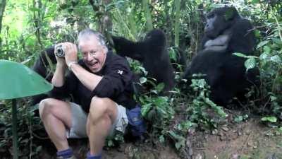 Gorilla family checking out wildlife photographer