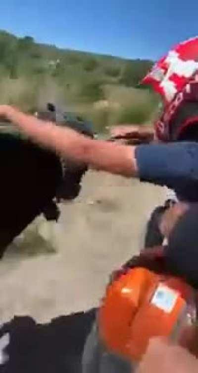 Catching bull by hand!