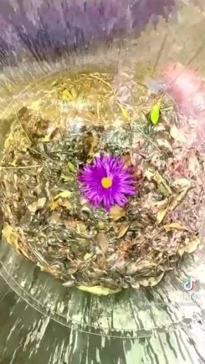 “Nothing is truly as it appears” by Thomas Doherty