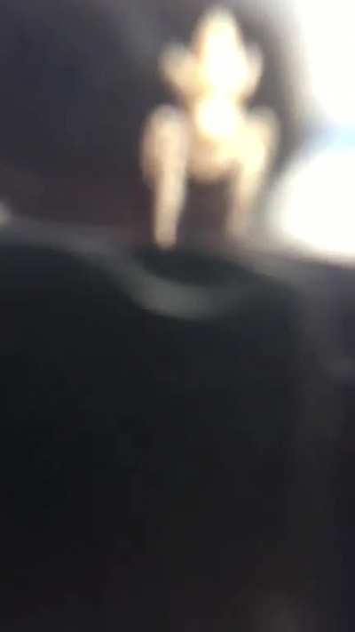 Trying to focus the camera on this little guy