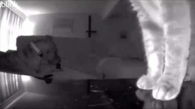 Cat pushed the camera over to show its human that the dog was chewing on the remote