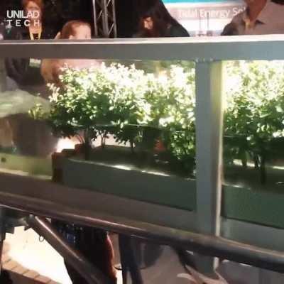 Scale model showing how mangrove forests stop waves damaging the coast (/r/educationalgifs)