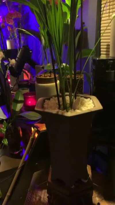 My jungle is a great place to trip 🌴✌🏼🍄