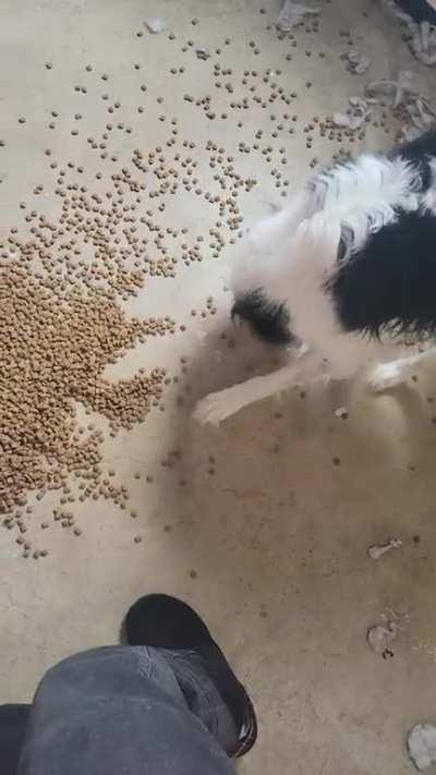 I spilled his dogfood, he decided to help me clean it up!