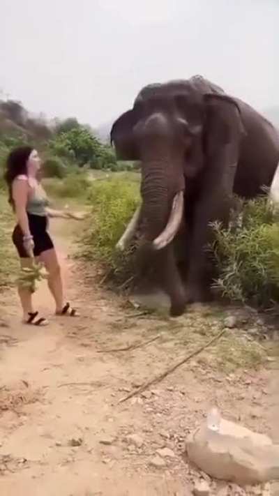 how could feeding a wild elephant go wrong?