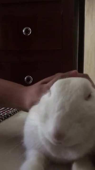 Bunny purring (grinding teeth) and slowly melting. Did you also see her wink? 🥺