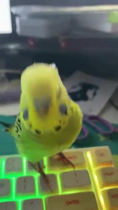 Ravebirb