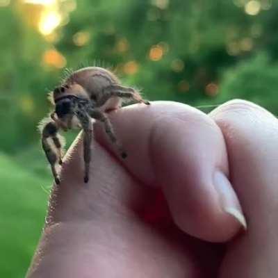 Scarlet says hi to all of r/spiderbro