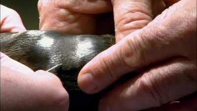 baby seal has temperature raised intravenously