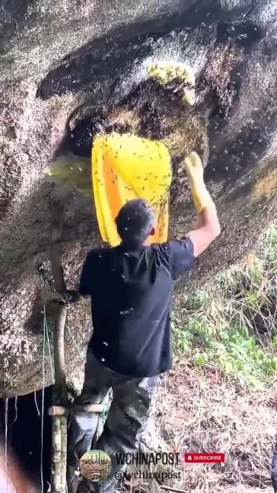 Harvesting rock honey
