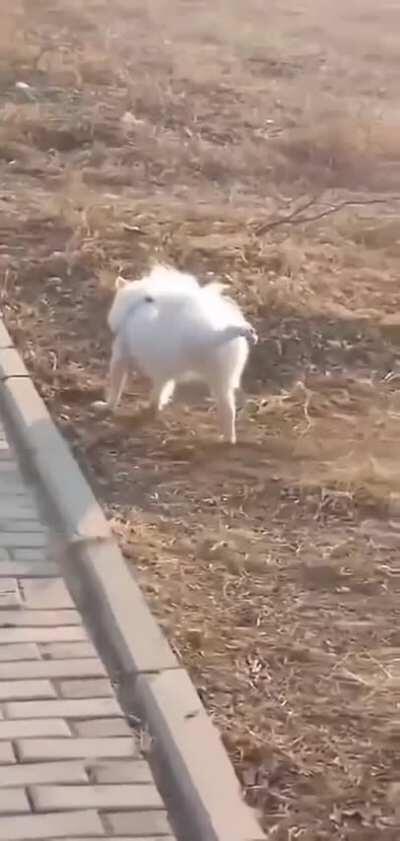 I must do the dance of my people