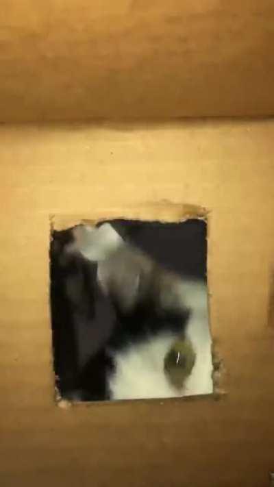 My cats calculating how to get treats trapped inside a cardboard box