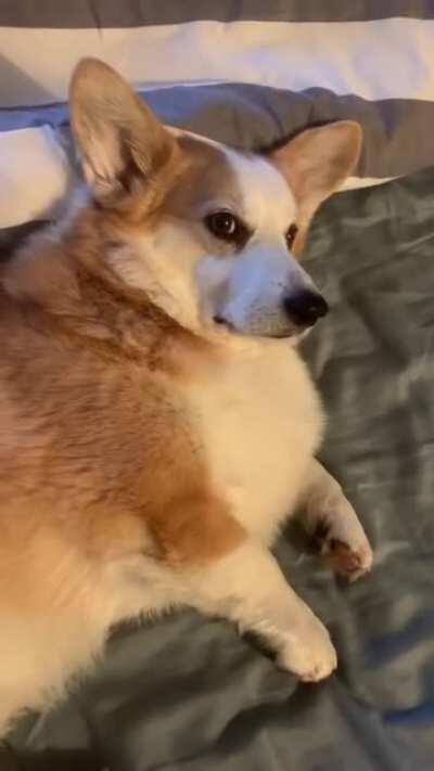 Doggie was not programmed for a 6am walk