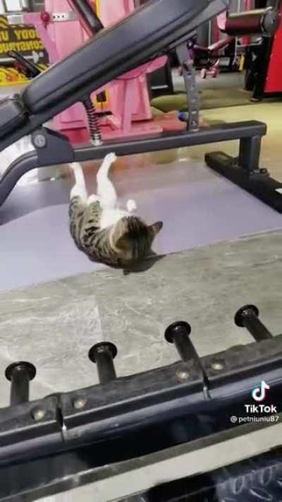 Got to workout to live longer this cat knows the deal😂